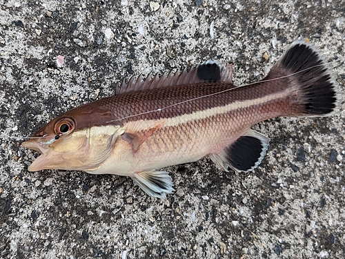 釣果