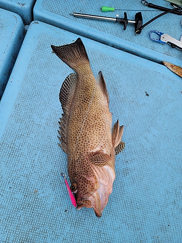 オオモンハタの釣果