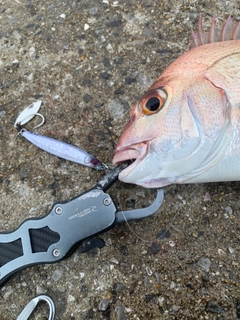 タイの釣果