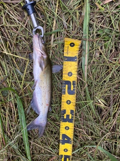 アメリカナマズの釣果