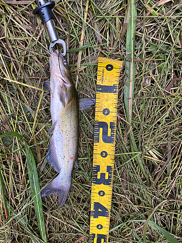 アメリカナマズの釣果