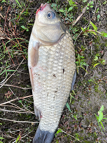 フナの釣果