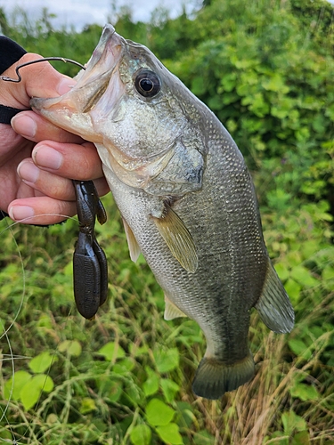 ラージマウスバスの釣果