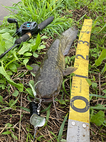 ナマズの釣果