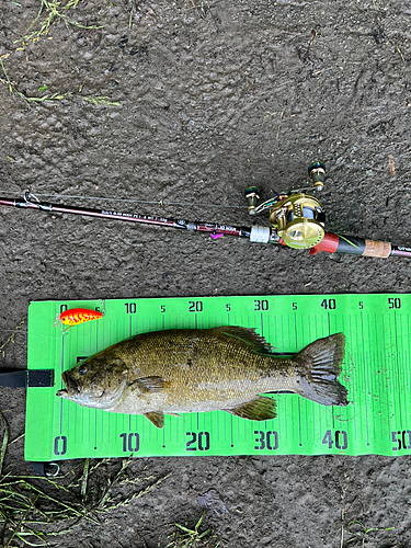 スモールマウスバスの釣果