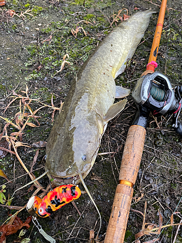 ナマズの釣果