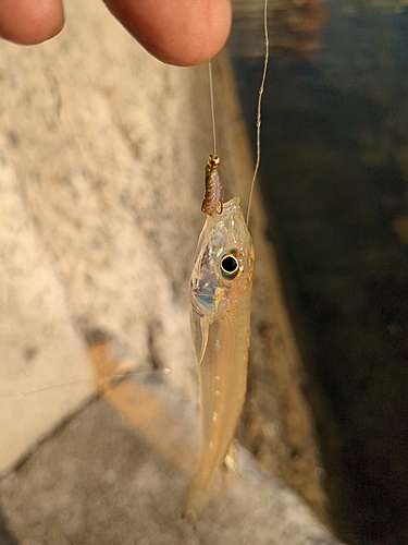 キスの釣果