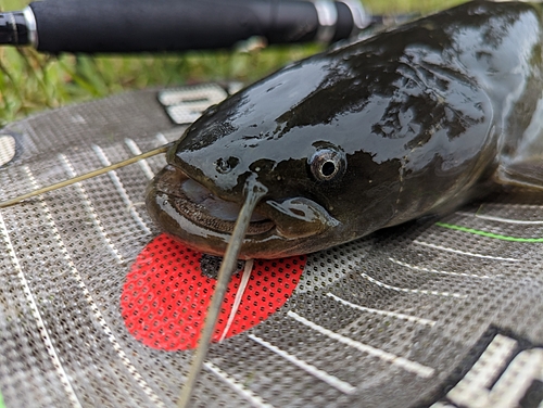 ナマズの釣果