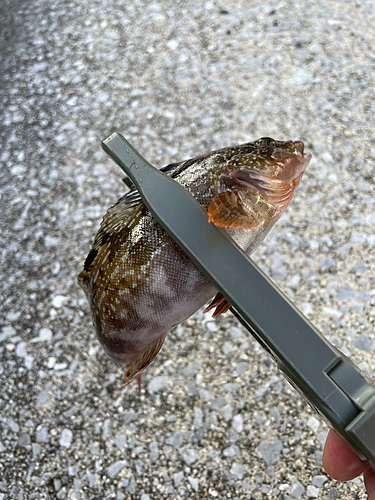 アイナメの釣果