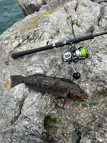 アイナメの釣果