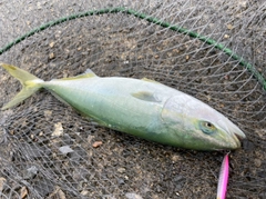 イナダの釣果