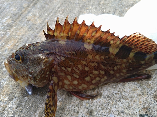 カサゴの釣果