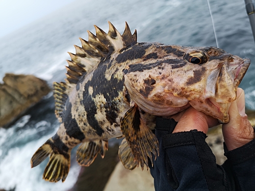 ベッコウゾイの釣果