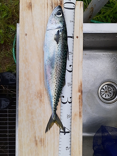 サバの釣果