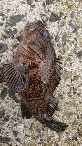 ムラソイの釣果