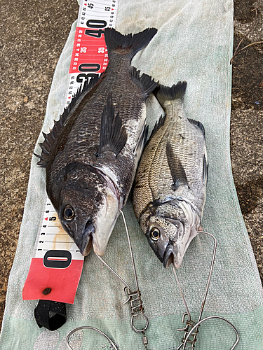 クロダイの釣果