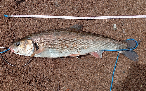 ウグイの釣果