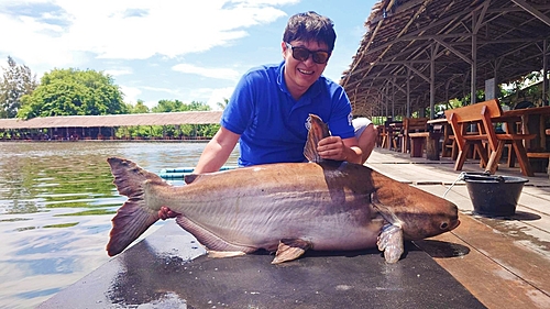 メコンオオナマズの釣果