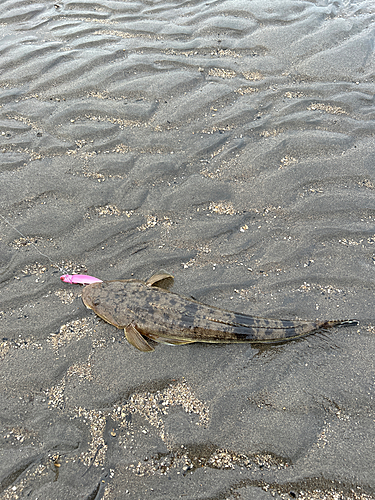 マゴチの釣果