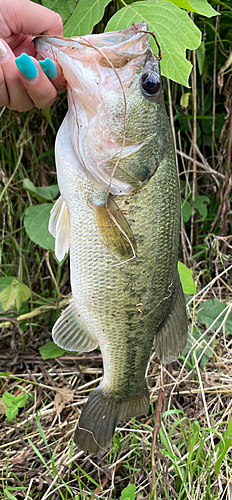 釣果