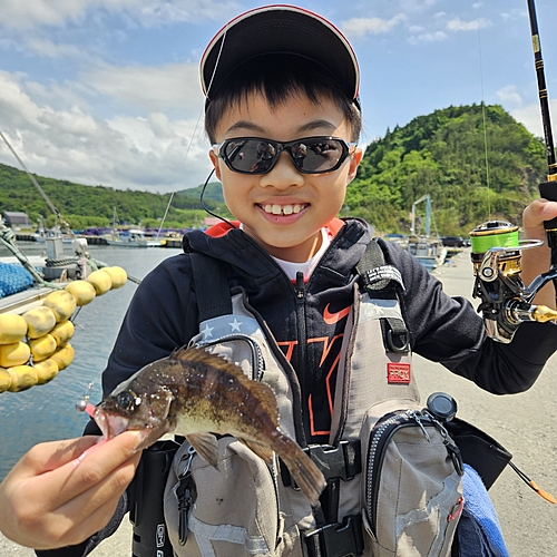 クロメバルの釣果