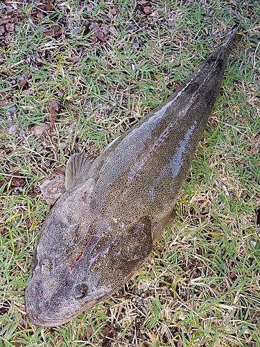 マゴチの釣果