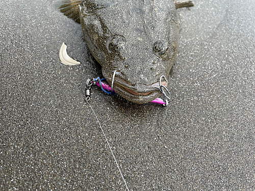 マゴチの釣果