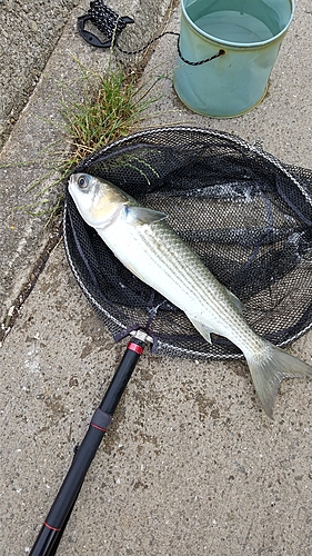 ボラの釣果