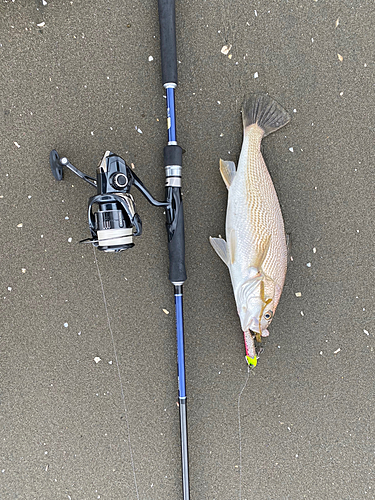 ニベの釣果