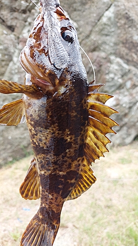 ベッコウゾイの釣果