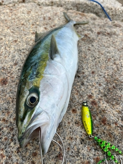 ハマチの釣果