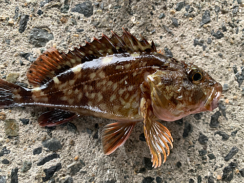 ガシラの釣果