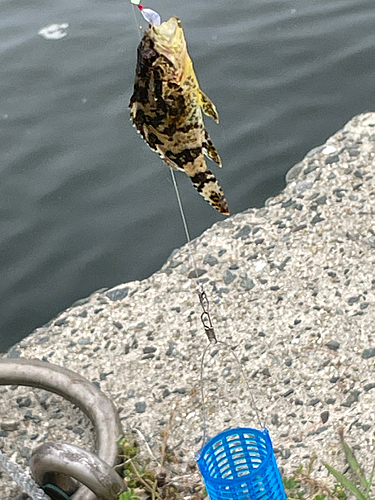 タケノコメバルの釣果