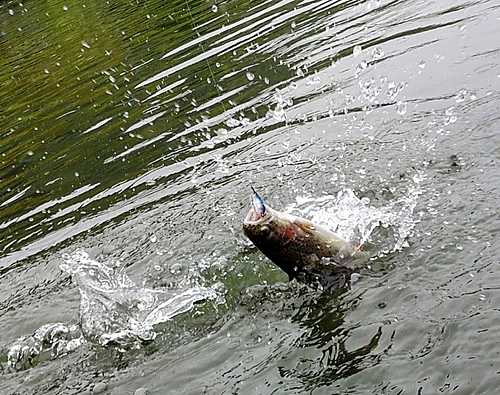 ニジマスの釣果