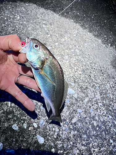 イシモチの釣果