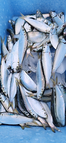 ママカリの釣果