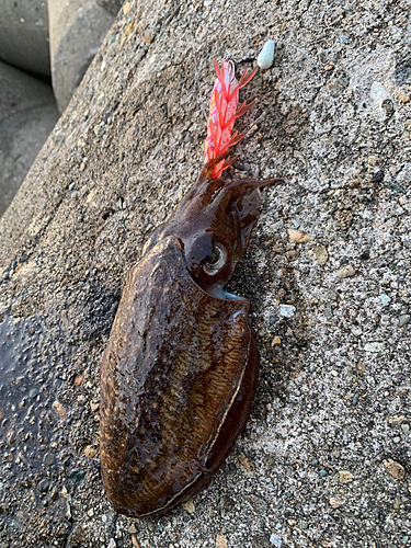 コウイカの釣果