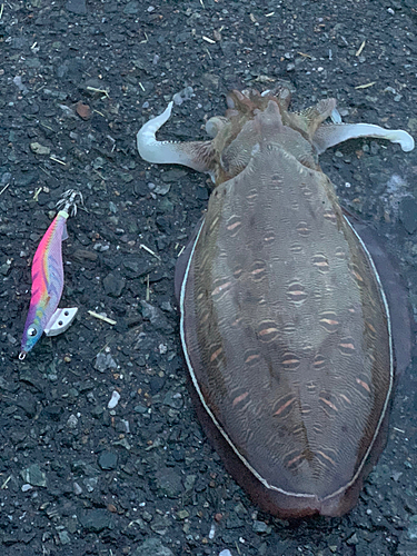 カミナリイカの釣果