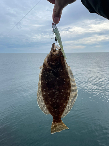 ソゲの釣果