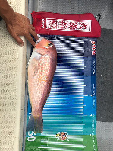 アマダイの釣果