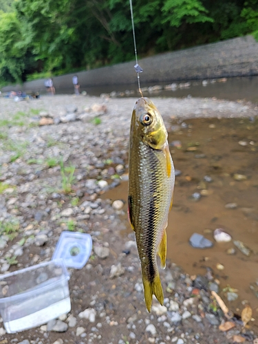 カワムツの釣果