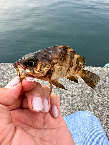 メバルの釣果