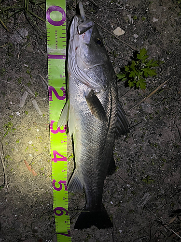 シーバスの釣果