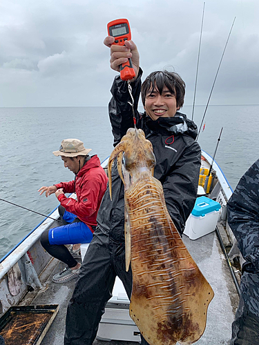 アオリイカの釣果