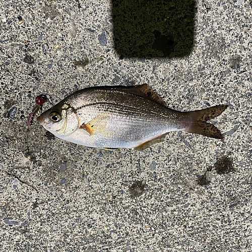 タナゴの釣果