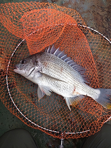 キビレの釣果