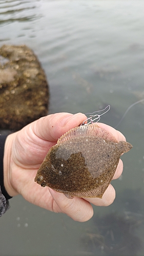 ハゼの釣果