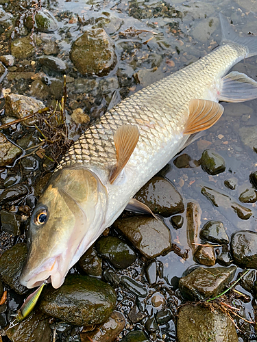 ニゴイの釣果