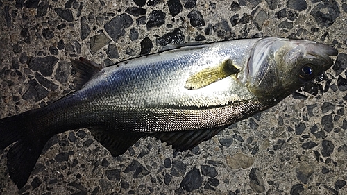 セイゴ（マルスズキ）の釣果