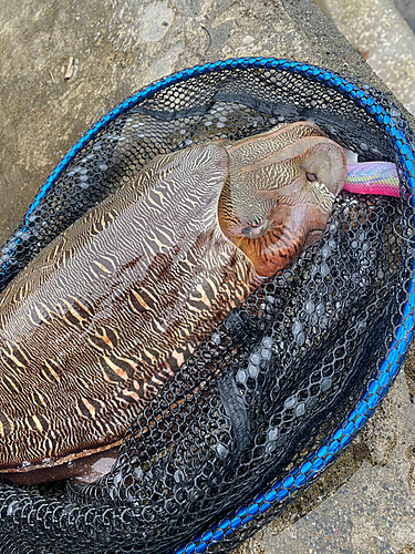 モンゴウイカの釣果